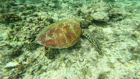 Sea Turtle Feeding Over Reef In Moalboal As Small Black Fish Swim In Clear Water Stock Footage 332794187