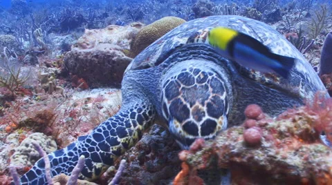 Sea turtle feeding on sponge Stockbeeldmateriaal 5641917