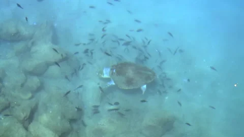 Sea turtle feeds on the seabed as small fish - Turtle Habitat and Tropical Water Stock Footage 340039696