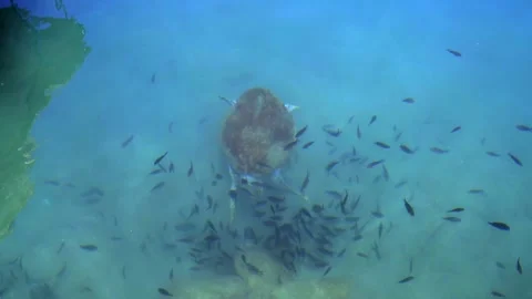 Sea turtle feeds on the seabed as small fish - Wild Turtle and Tropical Water Stock Footage 340039741