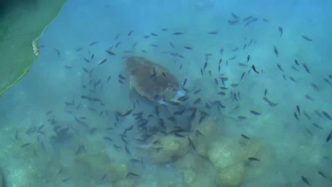 Sea turtle feeds on the seabed as small fish - Underwater Turtle and Clean Water Stock Footage 340039784