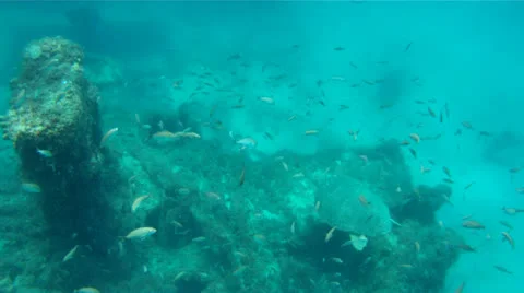 Sea Turtle with Fish Stock Footage 26142639