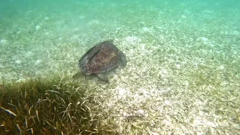 Sea turtle with fish in its shell swimming on the bottom of the sea Stock Footage 289065194