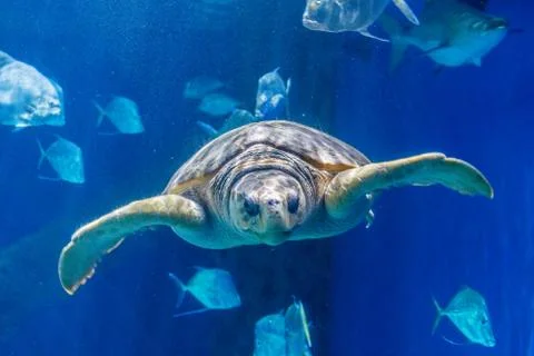 Sea Turtle with Fish Stock Photos