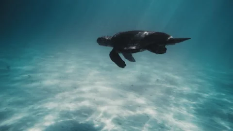 Sea turtle flaps flippers as it swims gracefully underwater in slow motion Stock Footage 277386422