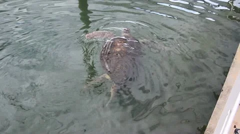 Sea turtle floating and eating Stock Footage 20565544