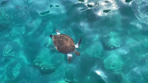The sea turtle floating in the clear, transparent sea water near the boat. View Stock Footage 163889555