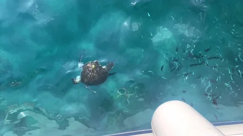 The sea turtle floating in the clear, transparent sea water near the boat. View Stock Footage 164222010