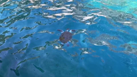 The sea turtle floating in the clear, transparent sea water near the boat. View Stock-Footage 164222386