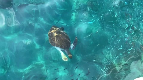 The sea turtle floating in the clear, transparent sea water near the boat. View Stock Footage 164222535