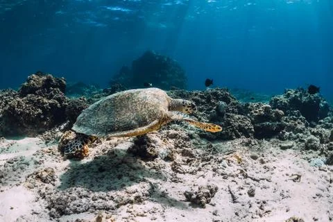 Sea turtle floating over beautiful natural ocean background with corals. Gree Stock Photos