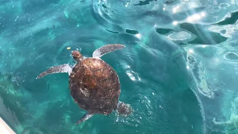The sea turtle floating in the turquoise transparent sea water. View from above Stock Footage 163889585