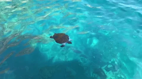 The sea turtle floating in the turquoise transparent sea water. View from above Stock Footage 164222232