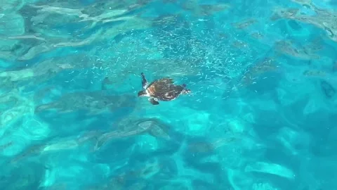 The sea turtle floating in the turquoise transparent sea water. View from above Stock Footage 164222326