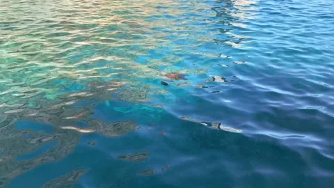 The sea turtle floating in the turquoise transparent sea water. View from above Stock Footage 164222572