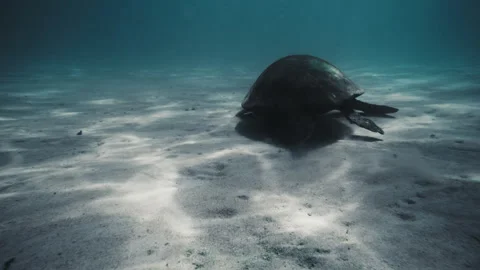 Sea turtle floats above open sandy bottom of ocean feeding and eating Stock Footage 277345016