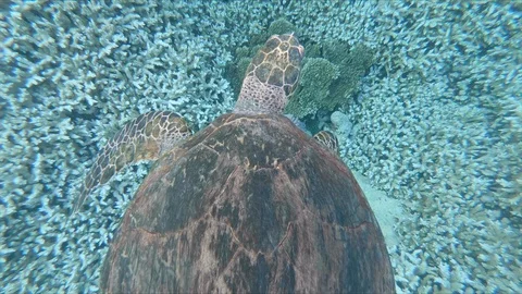 Sea Turtle floats in Wave Currents Vídeos de archivo 102291782