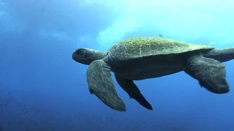 Sea turtle flying Video stock 78474374