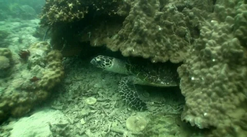 Sea Turtle Stock Footage