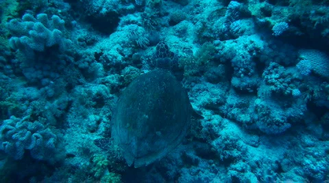 Sea turtle Stock Footage 585917
