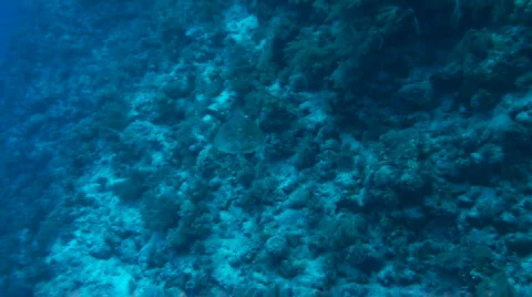 Sea turtle Stock Footage 586578