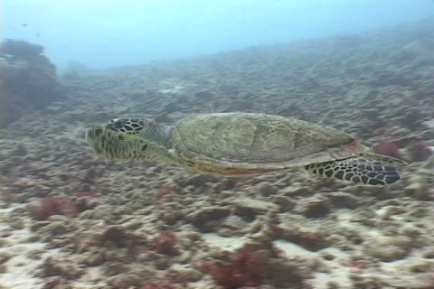 Sea Turtle Stock Footage