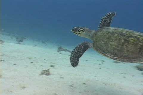 Sea Turtle 库存影片 676760
