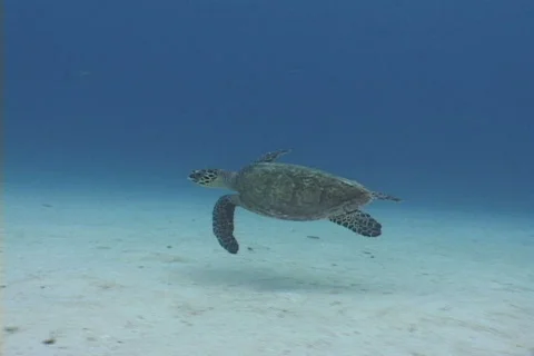 Sea Turtle 库存影片 677034