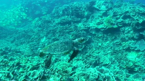 Sea Turtle Stock Footage 696504