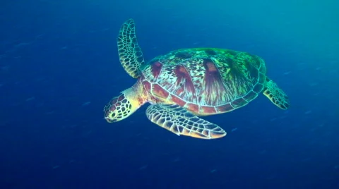 Sea Turtle 動画素材 696541