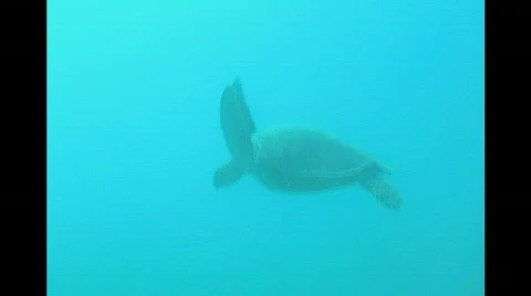 Sea Turtle Stock Footage 852212
