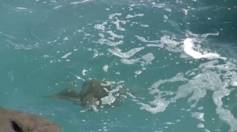 Sea Turtle Stock Footage 6731979