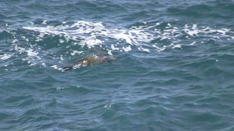 Sea Turtle Stock Footage 6732284