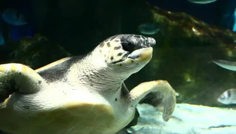 Sea turtle Stock Footage 11209466