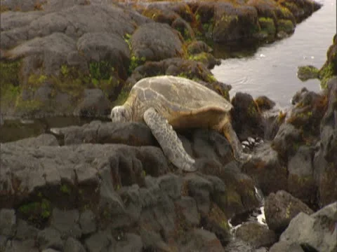 Sea Turtle Stock-Footage 22242999