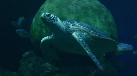 Sea Turtle Stock Footage 24846597