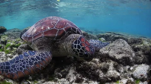 Sea turtle Video stock 45757772