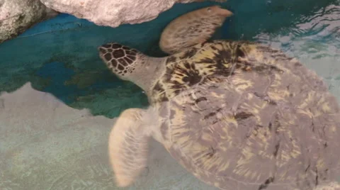 Sea turtle Stock Footage 46764705