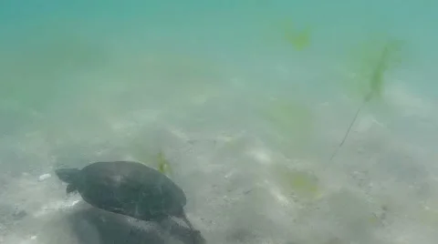 Sea turtle Stock Footage 52232599