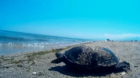 Sea turtle Stock Footage 52232618