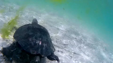 Sea turtle Stock Footage 52232639