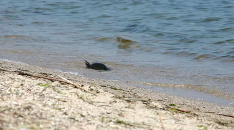 Sea turtle Stock Footage 52769467