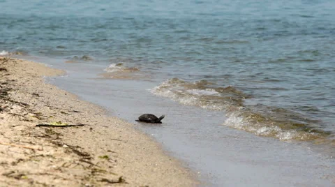 Sea turtle Stock Footage 52769497