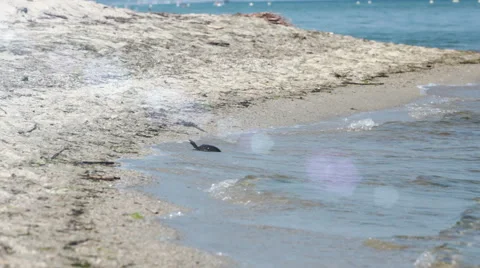 Sea turtle Stock Footage 52769755