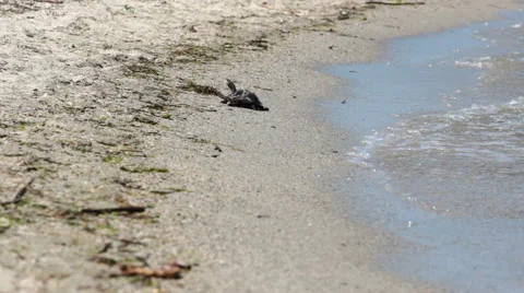 Sea turtle Stock Footage 52769810