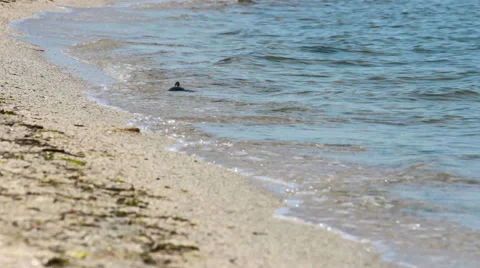 Sea turtle Stock Footage 52769934