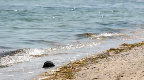 Sea turtle Stock Footage 52770099