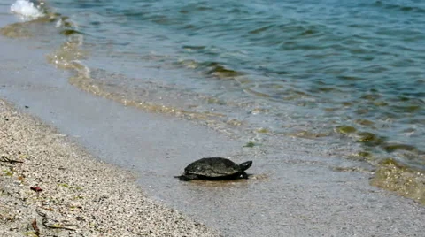 Sea turtle Stock Footage 52770320