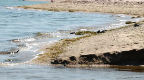 Sea turtle Stock Footage 52770420