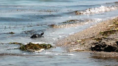 Sea turtle Stock Footage 52770584